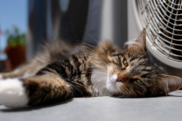 Chat & Canicule : astuces pour le rafraîchir et l'hydrater