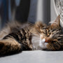 Chat & Canicule : astuces pour le rafraîchir et l'hydrater