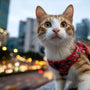 Choisir le bon harnais pour chat