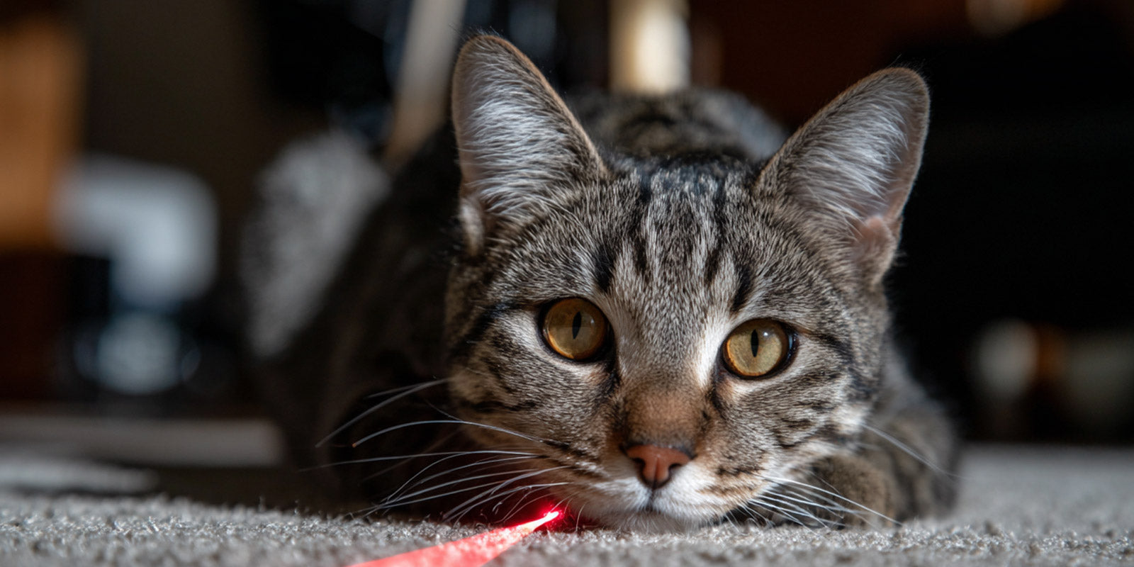 Comment jouer au laser sans frustrer son chat