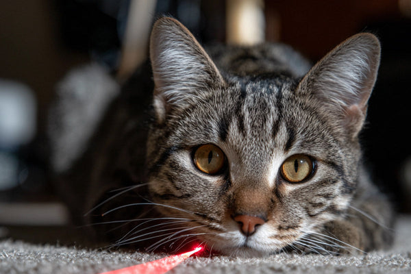Comment jouer au laser sans frustrer son chat