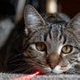 Comment jouer au laser sans frustrer son chat