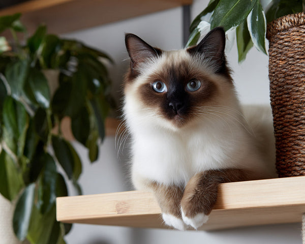 Catification : Mixez déco stylée et besoins du chat