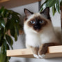 Catification : Mixez déco stylée et besoins du chat
