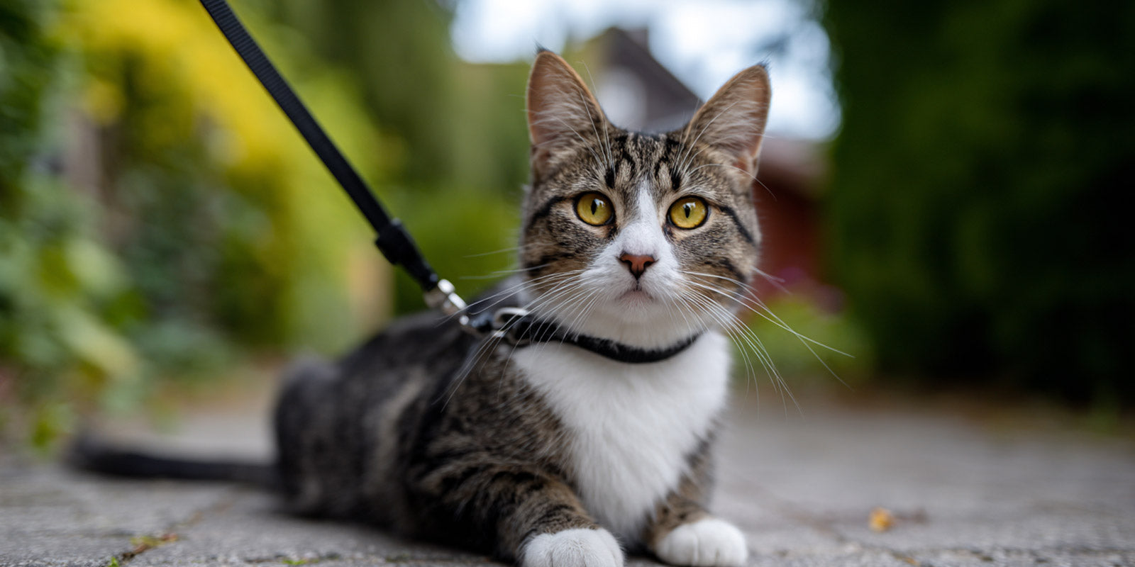 Promener son chat en laisse : avantages et inconvénients