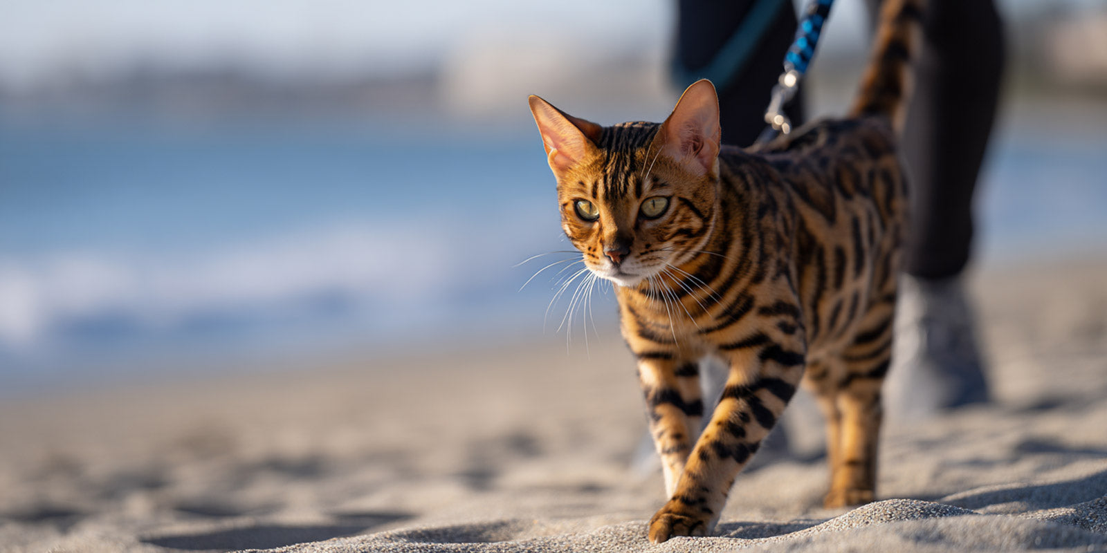 Sortir son chat en laisse : avantages et risques ?