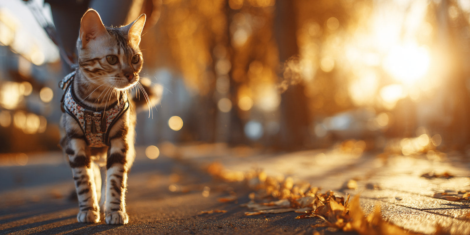 Balader son chat : bien-être et sécurité en balade