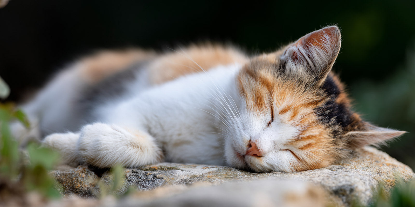 Mon chat senior ne joue plus : quelles sont les solutions ?