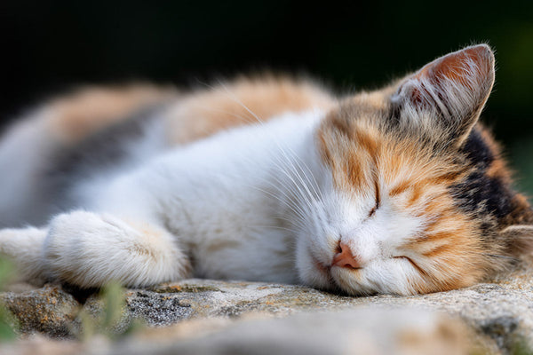 Mon chat senior ne joue plus : quelles sont les solutions ?