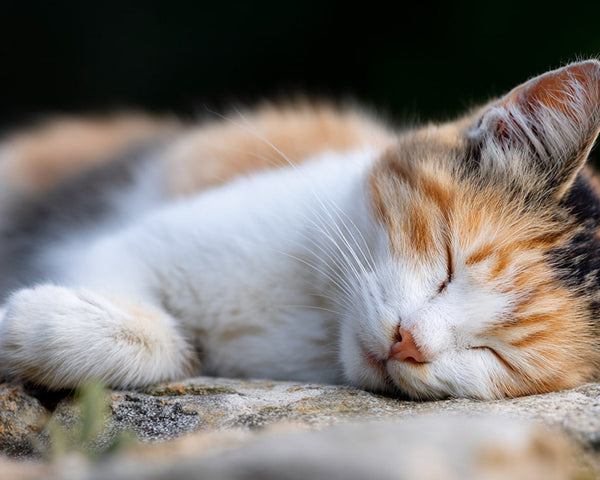 Mon chat senior ne joue plus : quelles sont les solutions ?