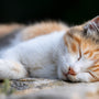 Mon chat senior ne joue plus : quelles sont les solutions ?