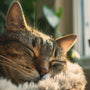 Où placer le couchage de votre chat pour un bien-être optimal ?