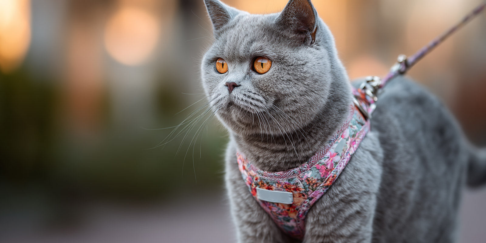 Harnais British Shorthair : confort et morphologie clés