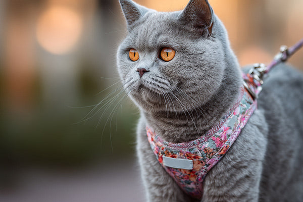 Harnais British Shorthair : confort et morphologie clés