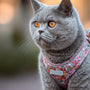 Harnais British Shorthair : confort et morphologie clés