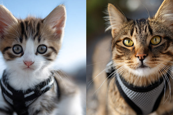 Comment habituer son chat senior ou junior à son harnais ?