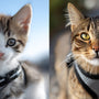 Comment habituer son chat senior ou junior à son harnais ?
