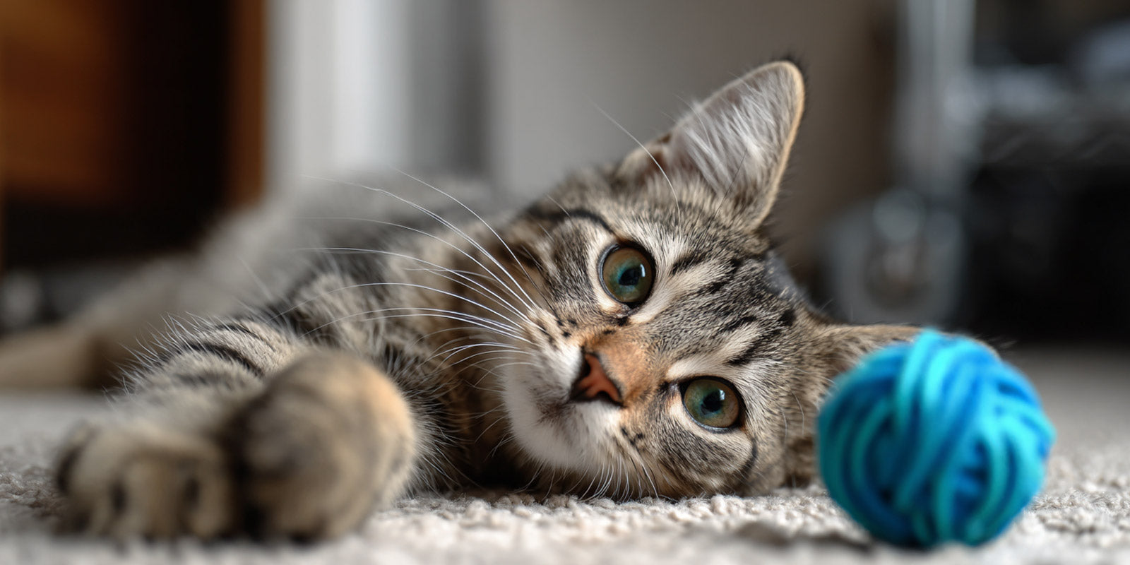 Pourquoi le jeu est essentiel pour votre chat (et pour vous aussi) ?