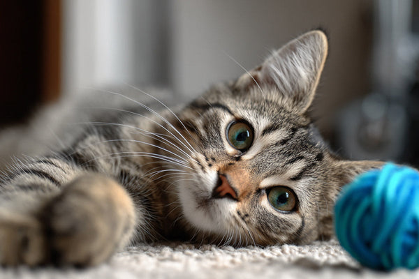 Pourquoi le jeu est essentiel pour votre chat (et pour vous aussi) ?