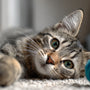 Pourquoi le jeu est essentiel pour votre chat (et pour vous aussi) ?