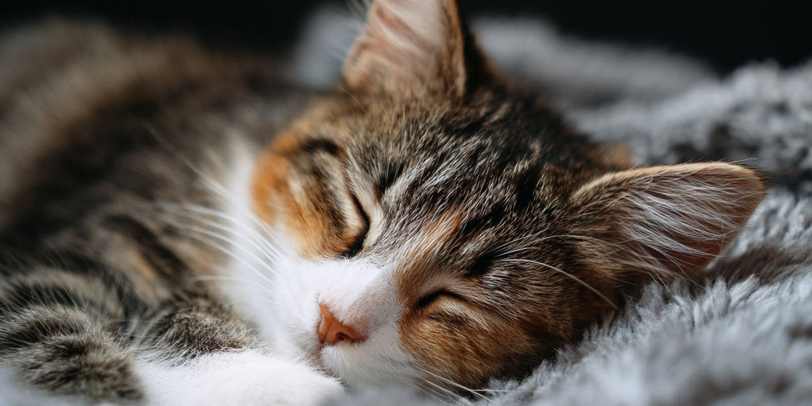 Pourquoi votre chat a besoin de nids, de cachettes et de paniers moelleux ?