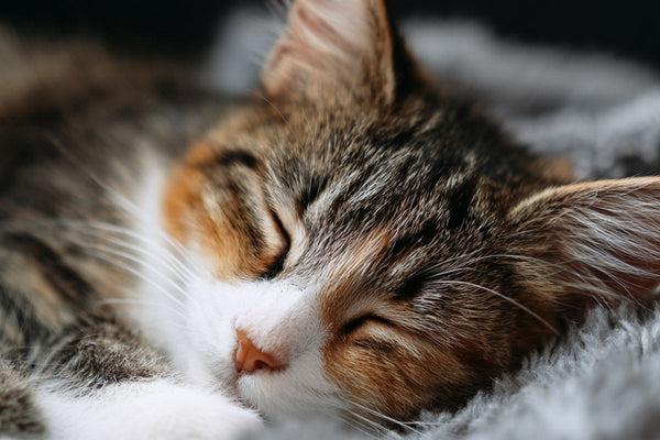 Pourquoi votre chat a besoin de nids, de cachettes et de paniers moelleux ?