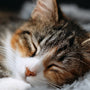 Pourquoi votre chat a besoin de nids, de cachettes et de paniers moelleux ?