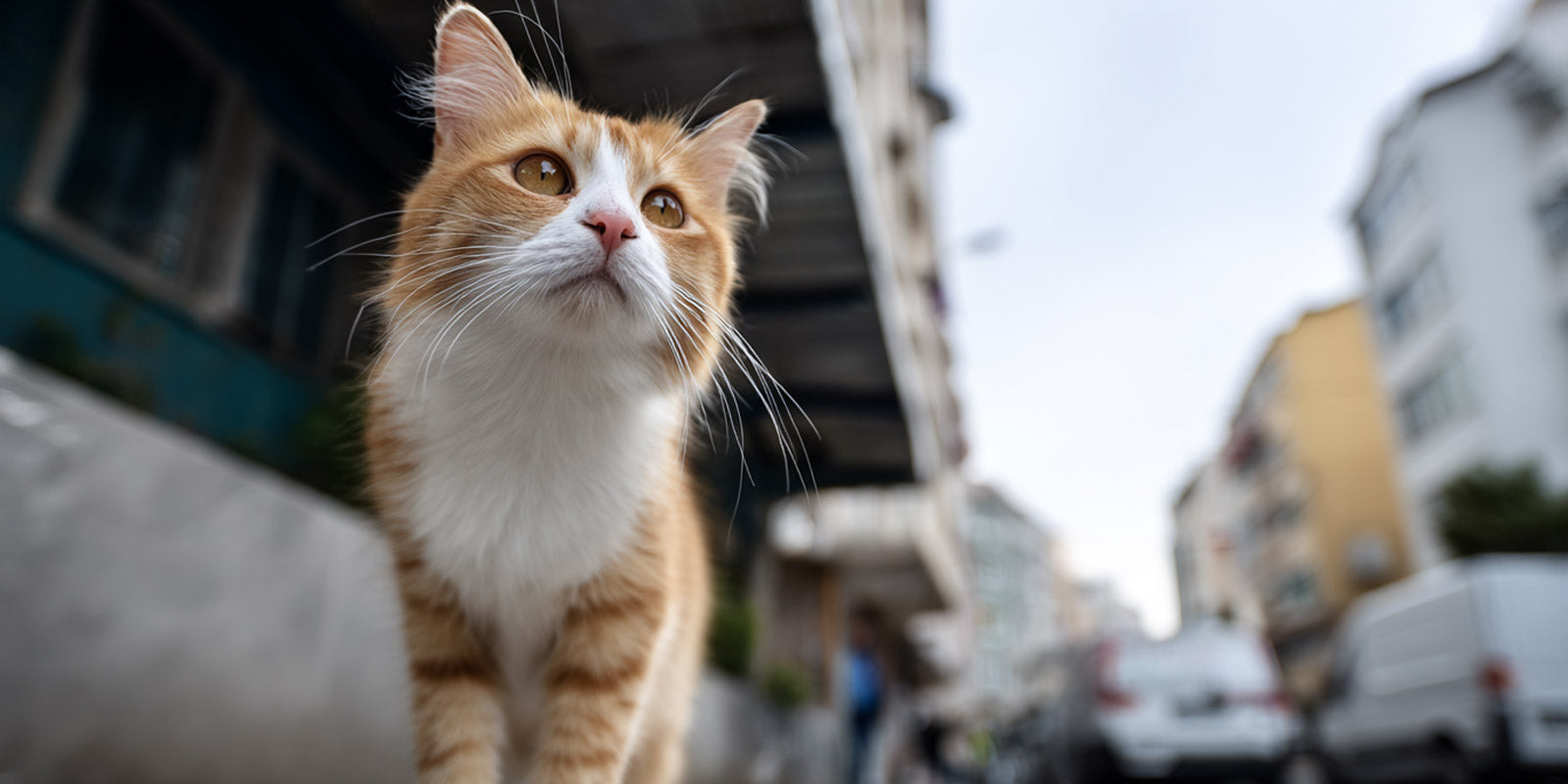 Pourquoi promener son chat (même en ville) est une excellente idée ?