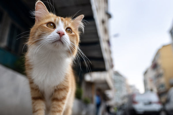 Pourquoi promener son chat (même en ville) est une excellente idée ?