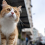 Pourquoi promener son chat (même en ville) est une excellente idée ?