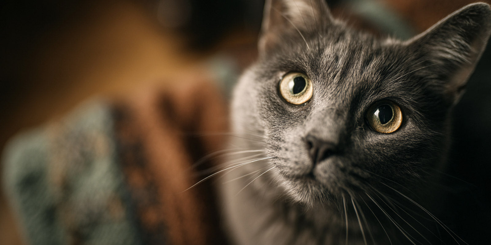 Comprendre et apaiser : les clés pour un chat serein