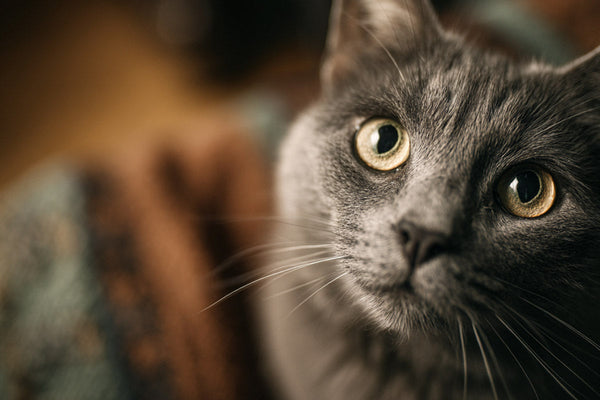 Comprendre et apaiser : les clés pour un chat serein