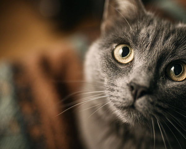 Comprendre et apaiser : les clés pour un chat serein
