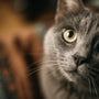 Comprendre et apaiser : les clés pour un chat serein