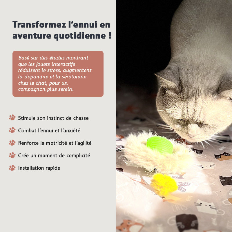 Cat Circuit