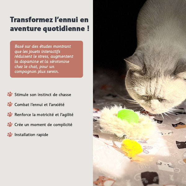 Cat Circuit