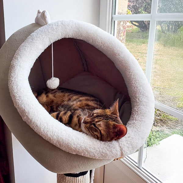 Cocoon