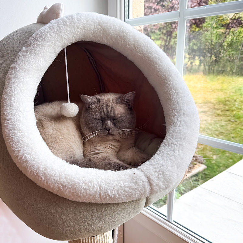 Cocoon