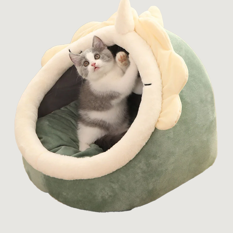Cocoon